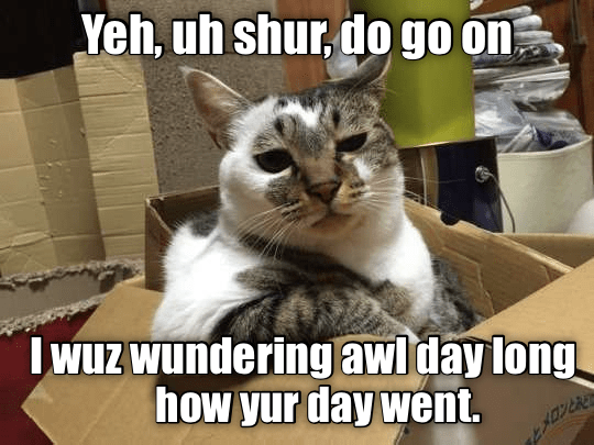 funny cat memes - 5