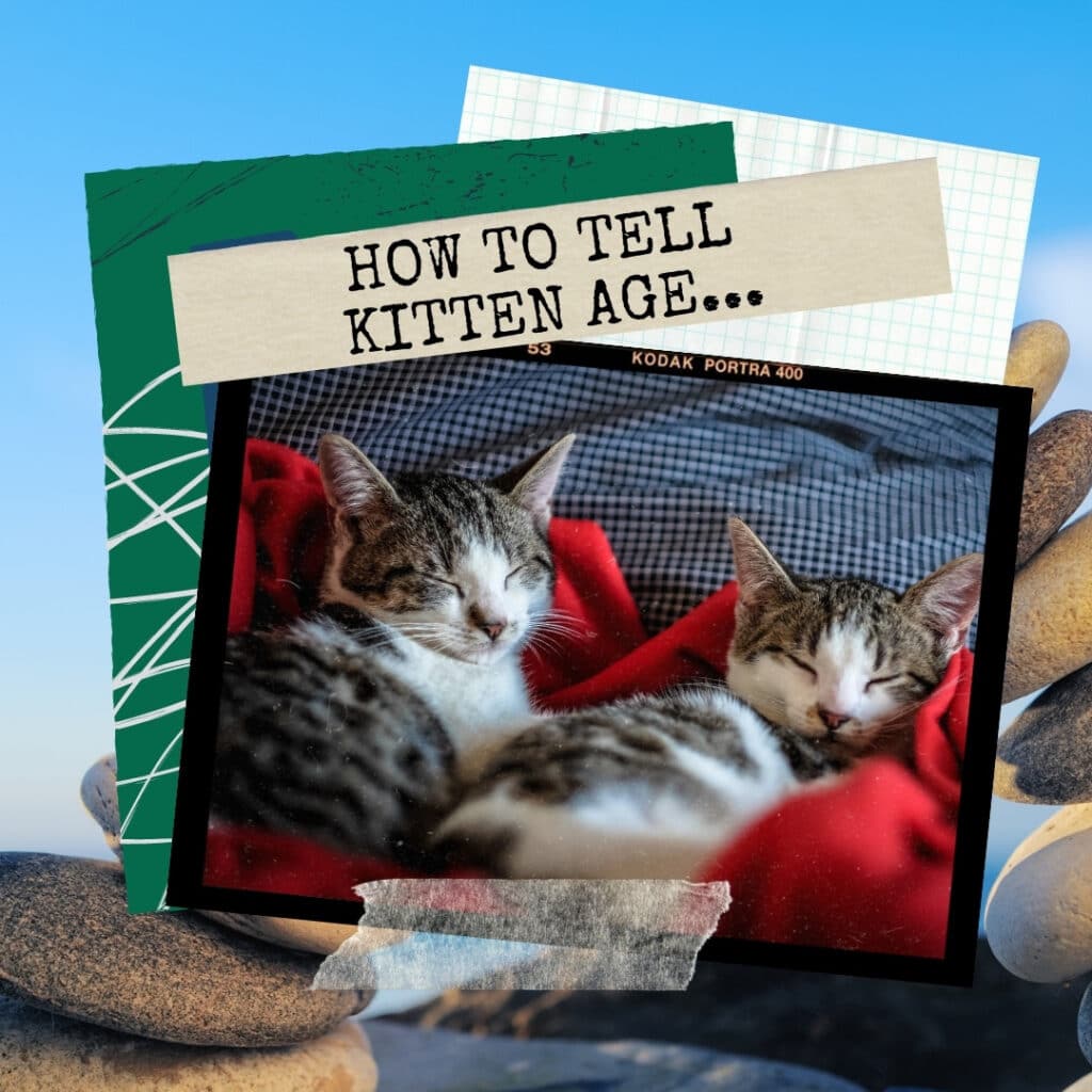 How to Tell Kitten Age