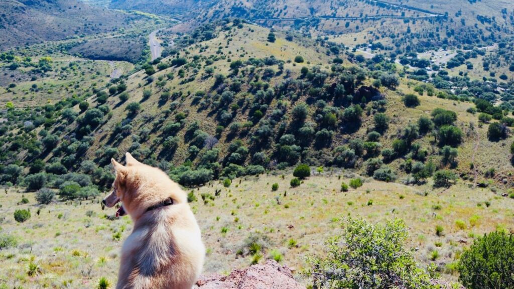 Hiking with dogs