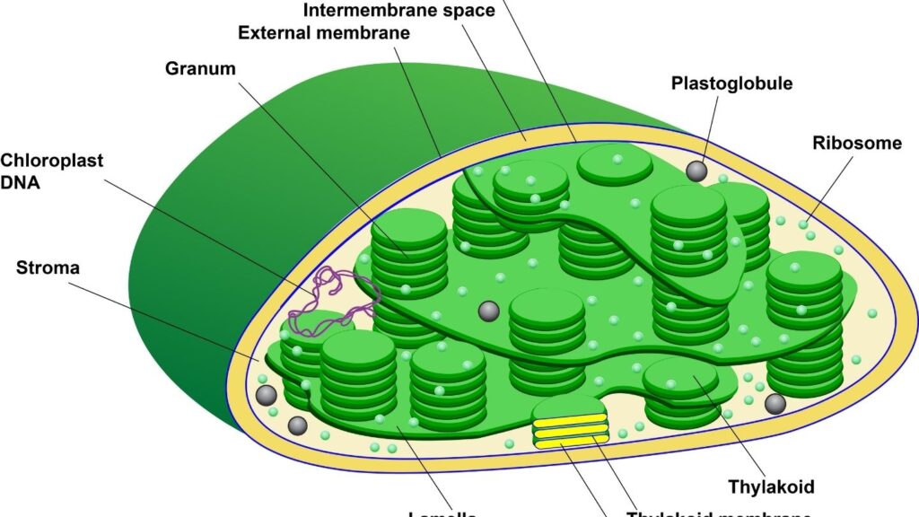 What is the chloroplast function
