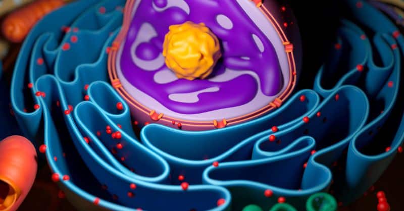 Unraveling the Function of the Mitochondria: The Powerhouse of the Cell